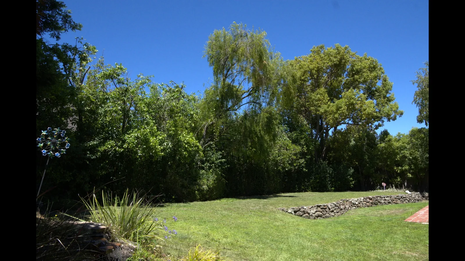 Mature backyard trees maintained by Zambrano Tree Service