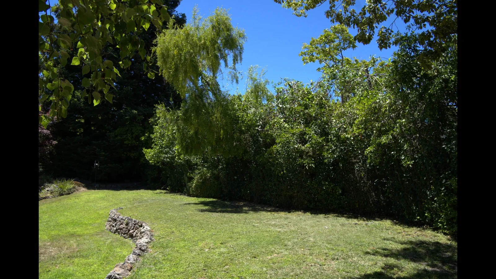 Weeping willow and mature shade trees pruned by Zambrano