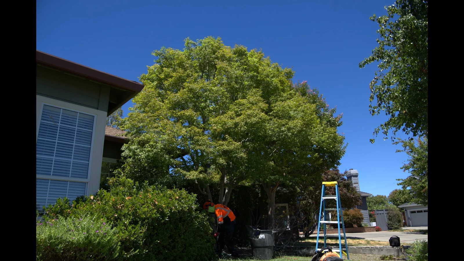 Zambrano crew shaping a mature backyard tree