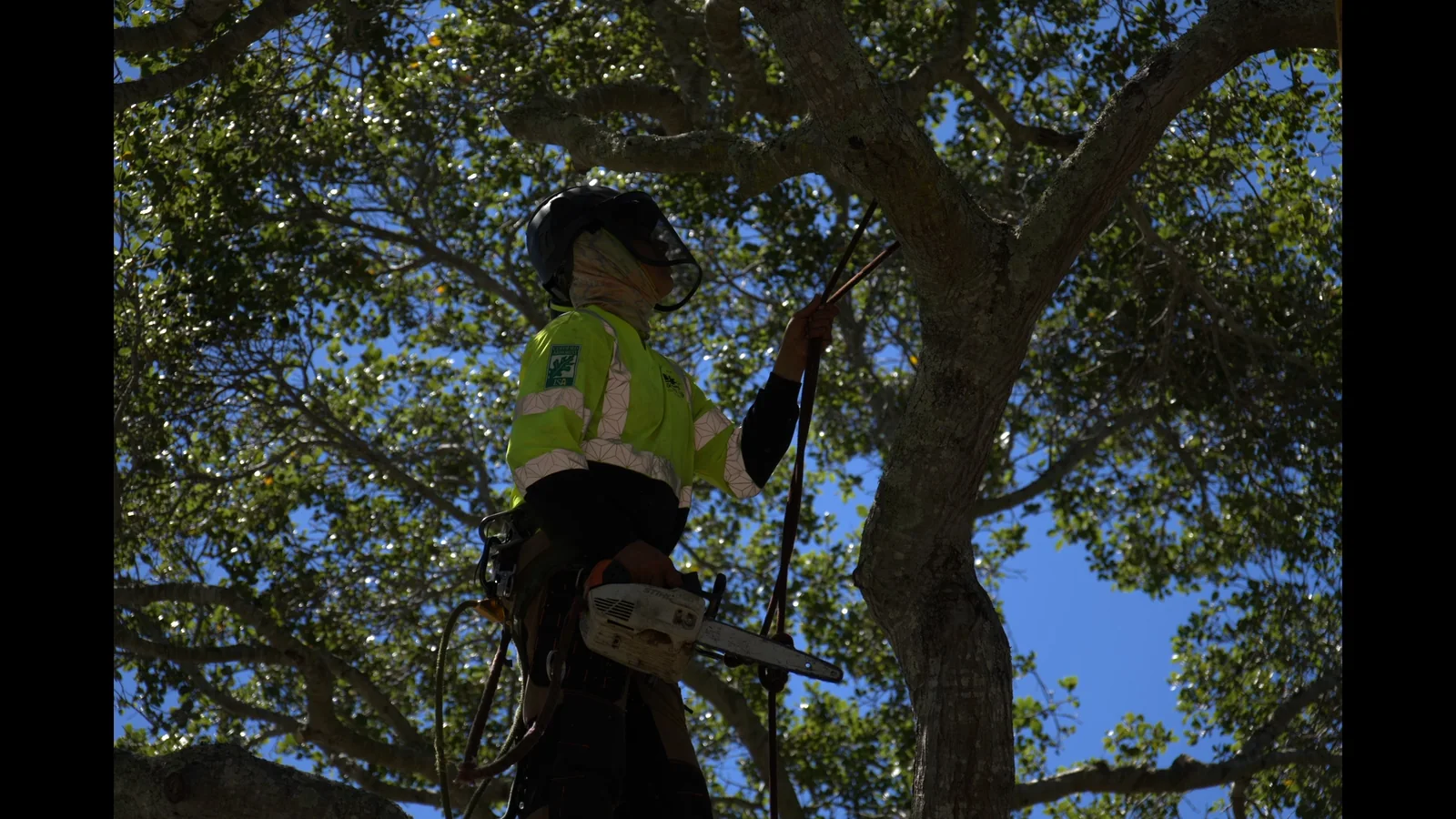 Zambrano arborist climbing high in a mature oak tree with a chainsaw