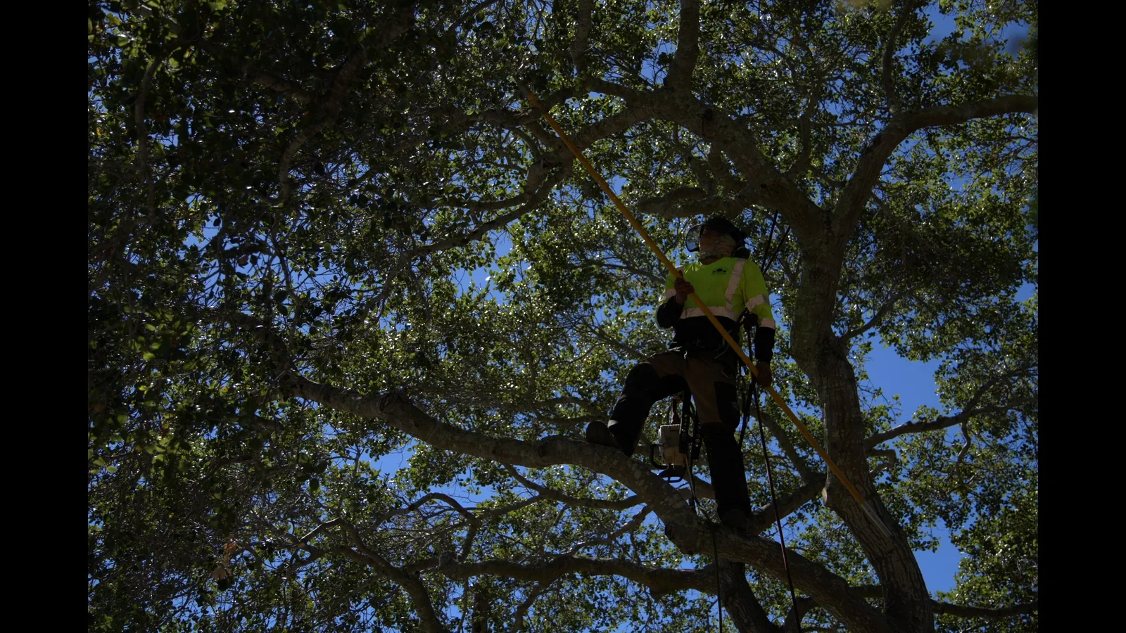 Zambrano arborist working aloft with a pole saw in a large oak canopy