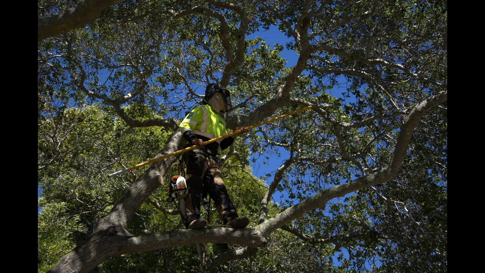 Zambrano climber pruning branches with a pole saw high in an oak tree