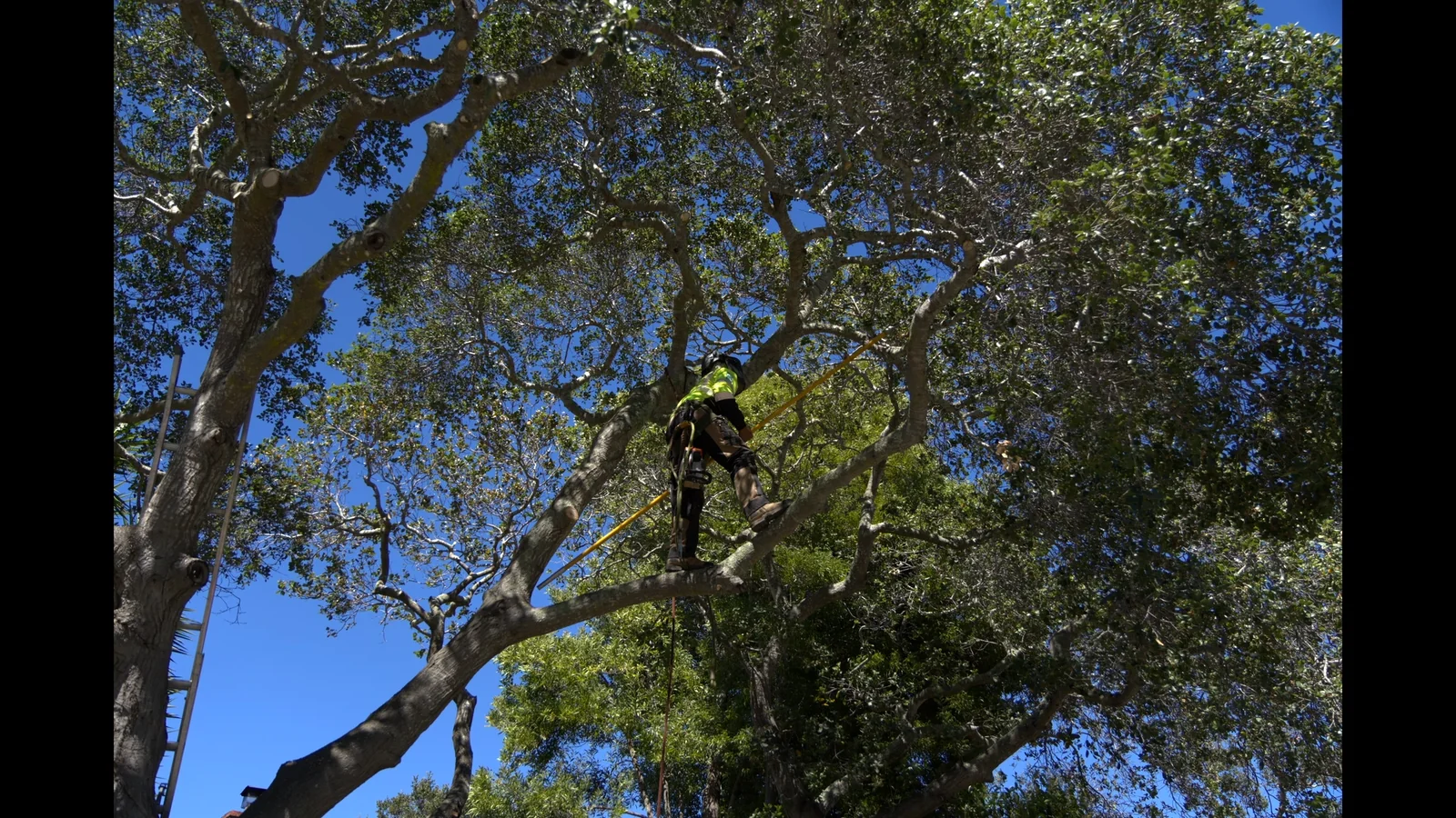 Zambrano arborist maneuvering through the upper canopy of a mature oak