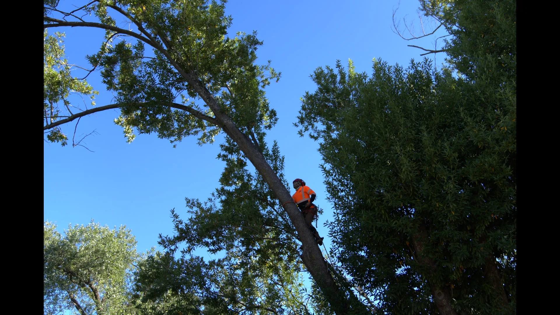 Zambrano climber high in a mature Bay Area tree against a clear blue sky