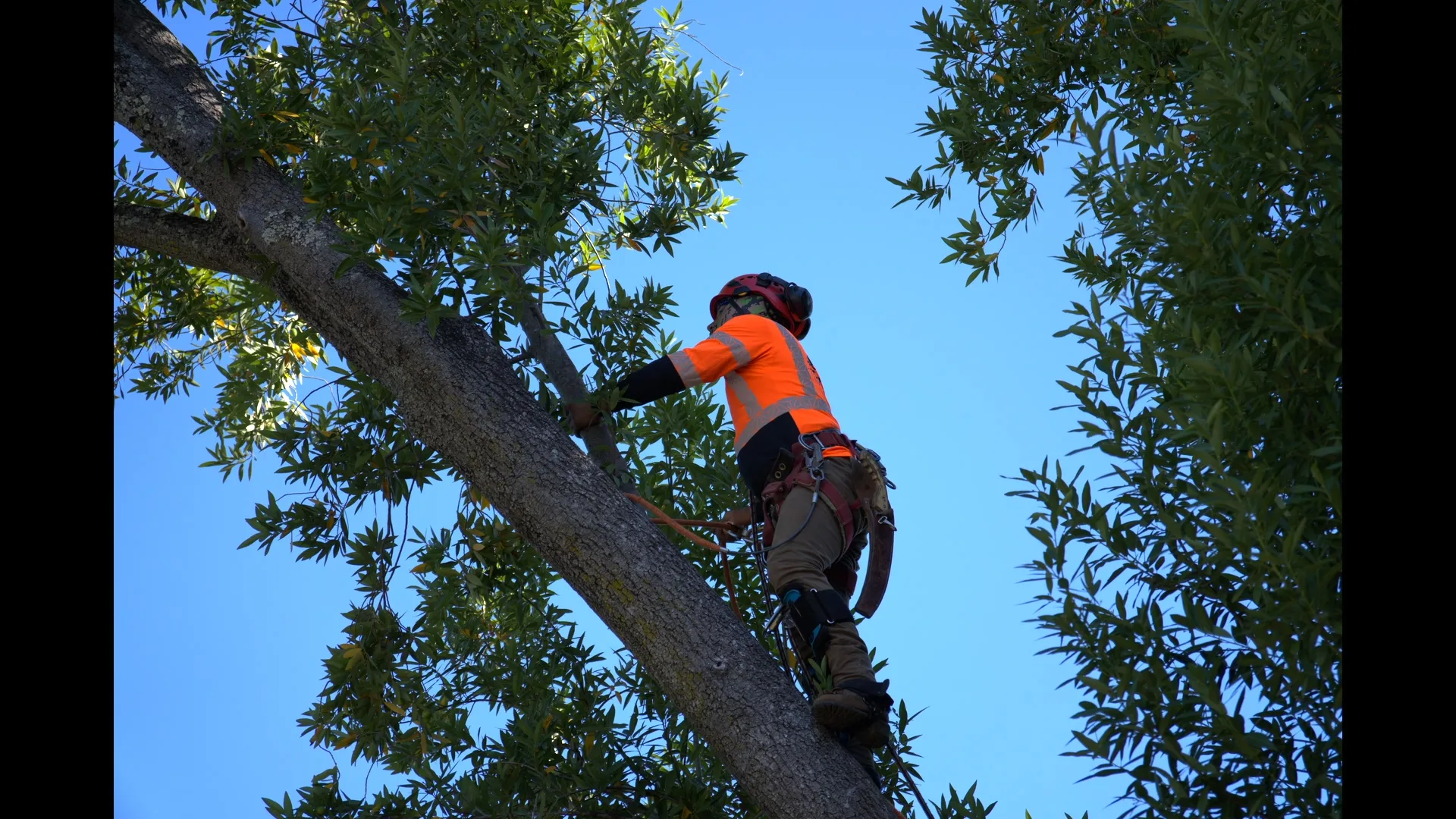 Zambrano arborist ascending a large oak with full climbing gear