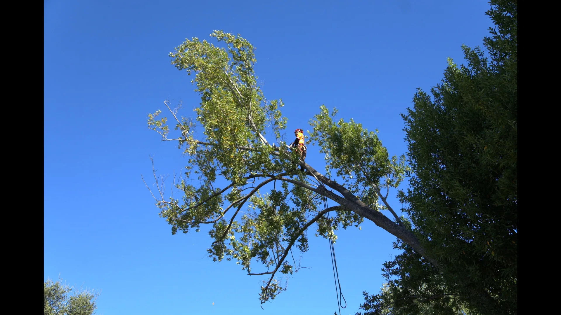 Zambrano arborist working out on a long limb during a Peninsula tree removal
