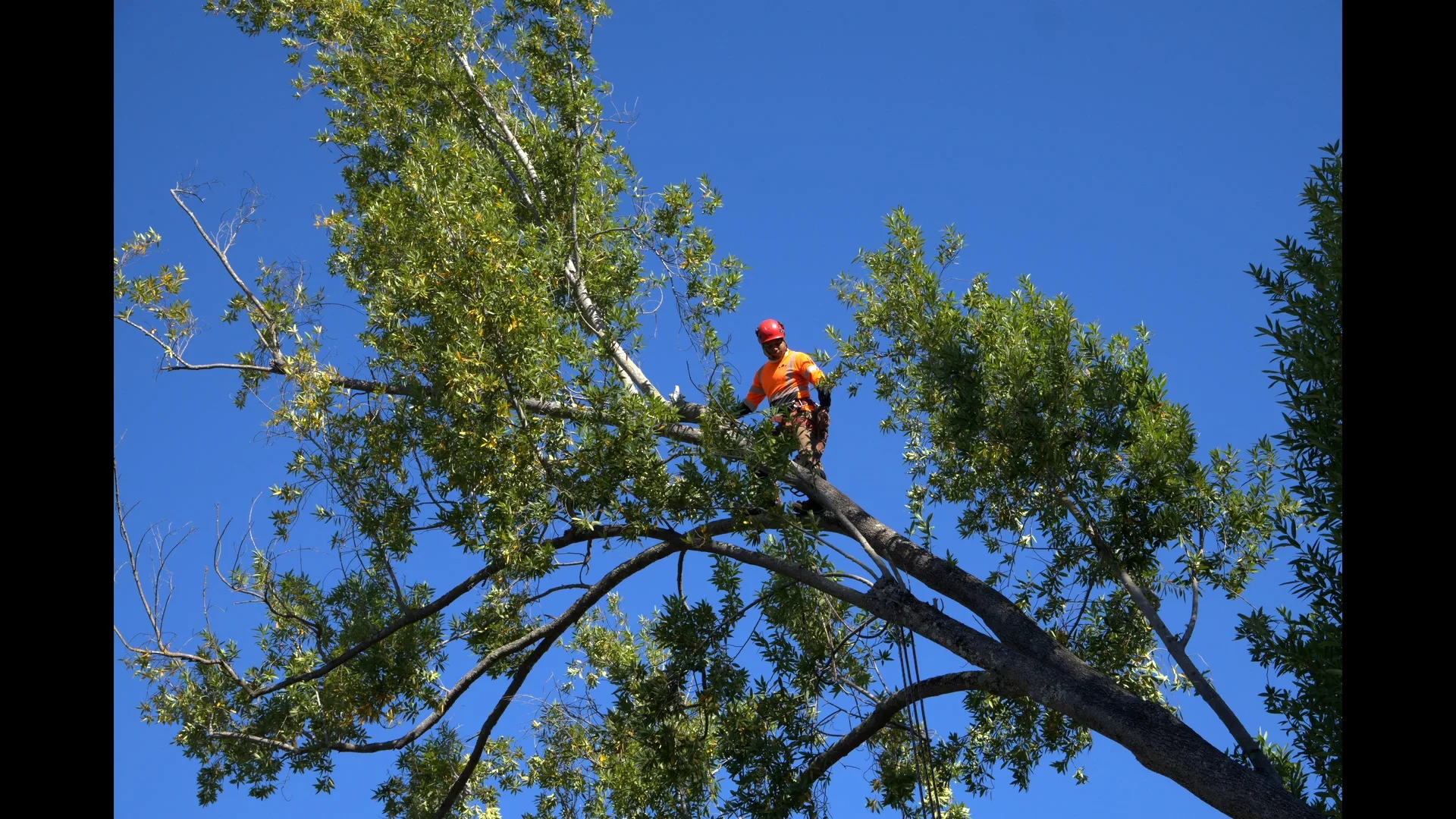 Zambrano climber roped in on a large limb during canopy reduction