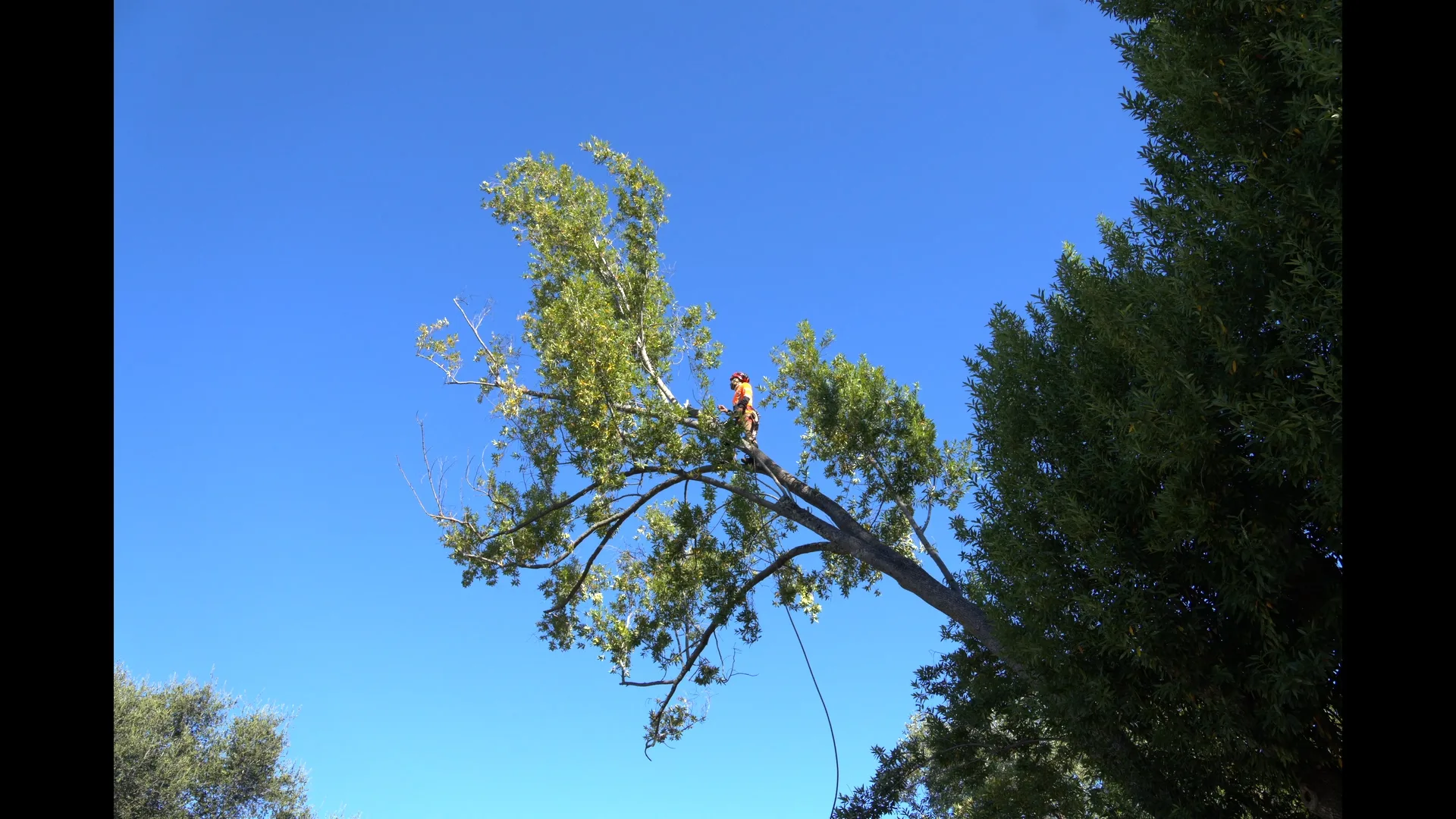 Zambrano arborist performing precision limb removal high in a tree