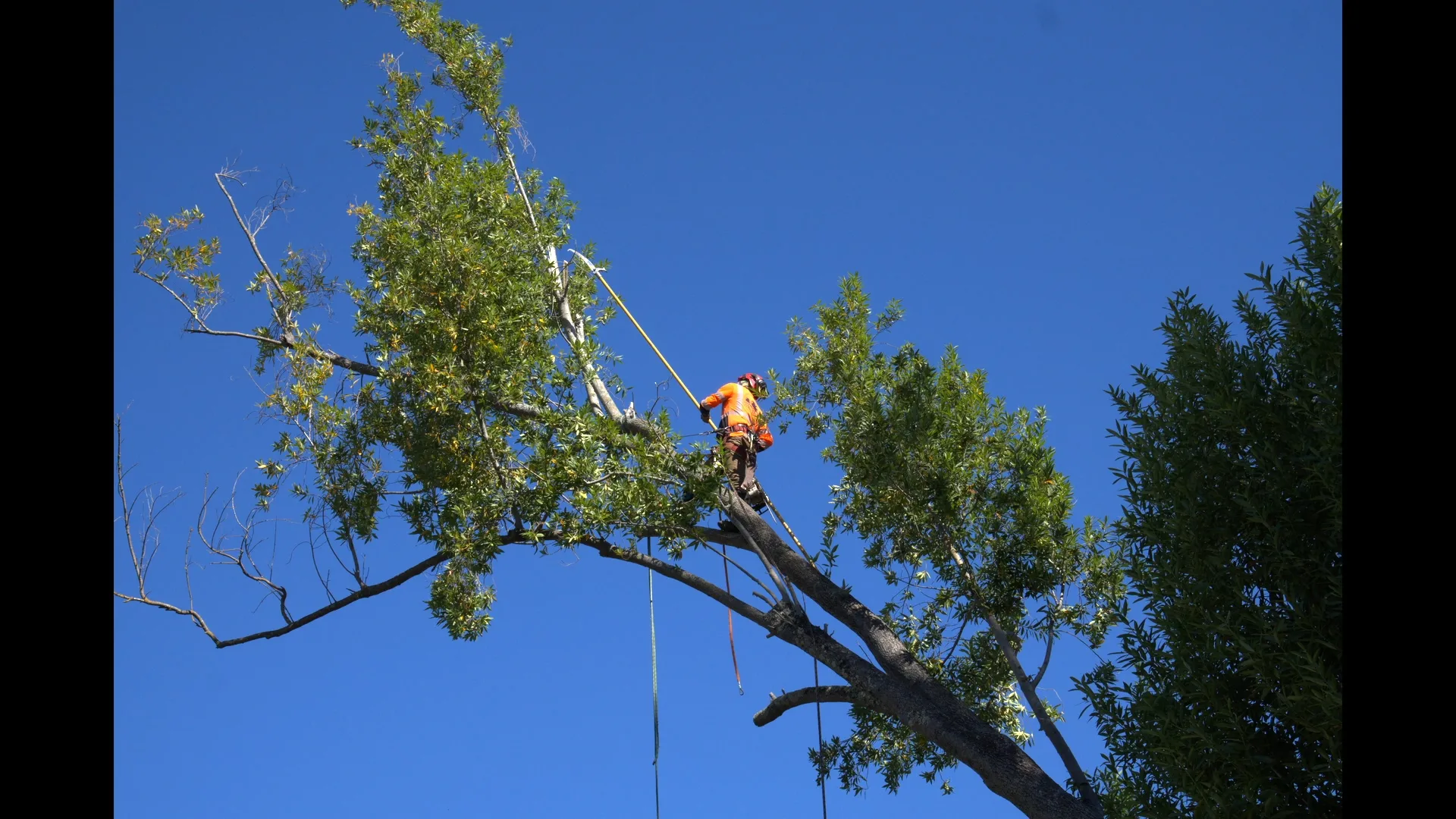 Zambrano arborist extending a pole saw to reach outer canopy branches