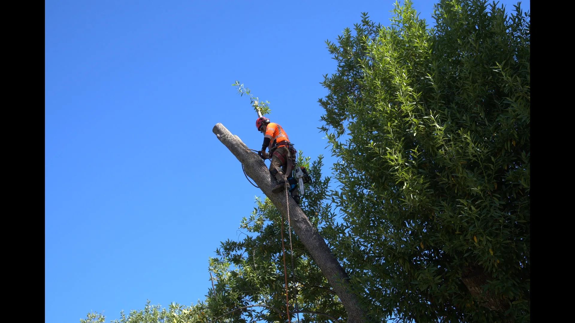 Zambrano climber sectioning down a large trunk with a chainsaw