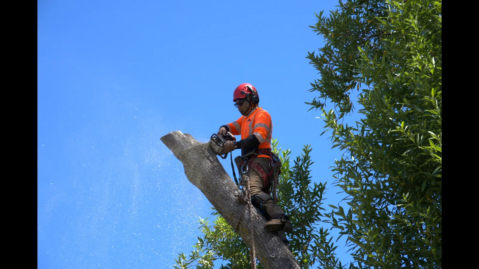 Zambrano arborist making a chainsaw cut atop a tall trunk against a blue sky