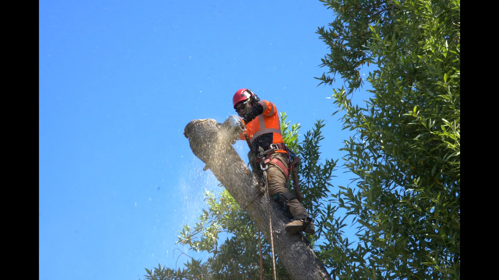 Zambrano climber trimming down a tall trunk with precision cuts