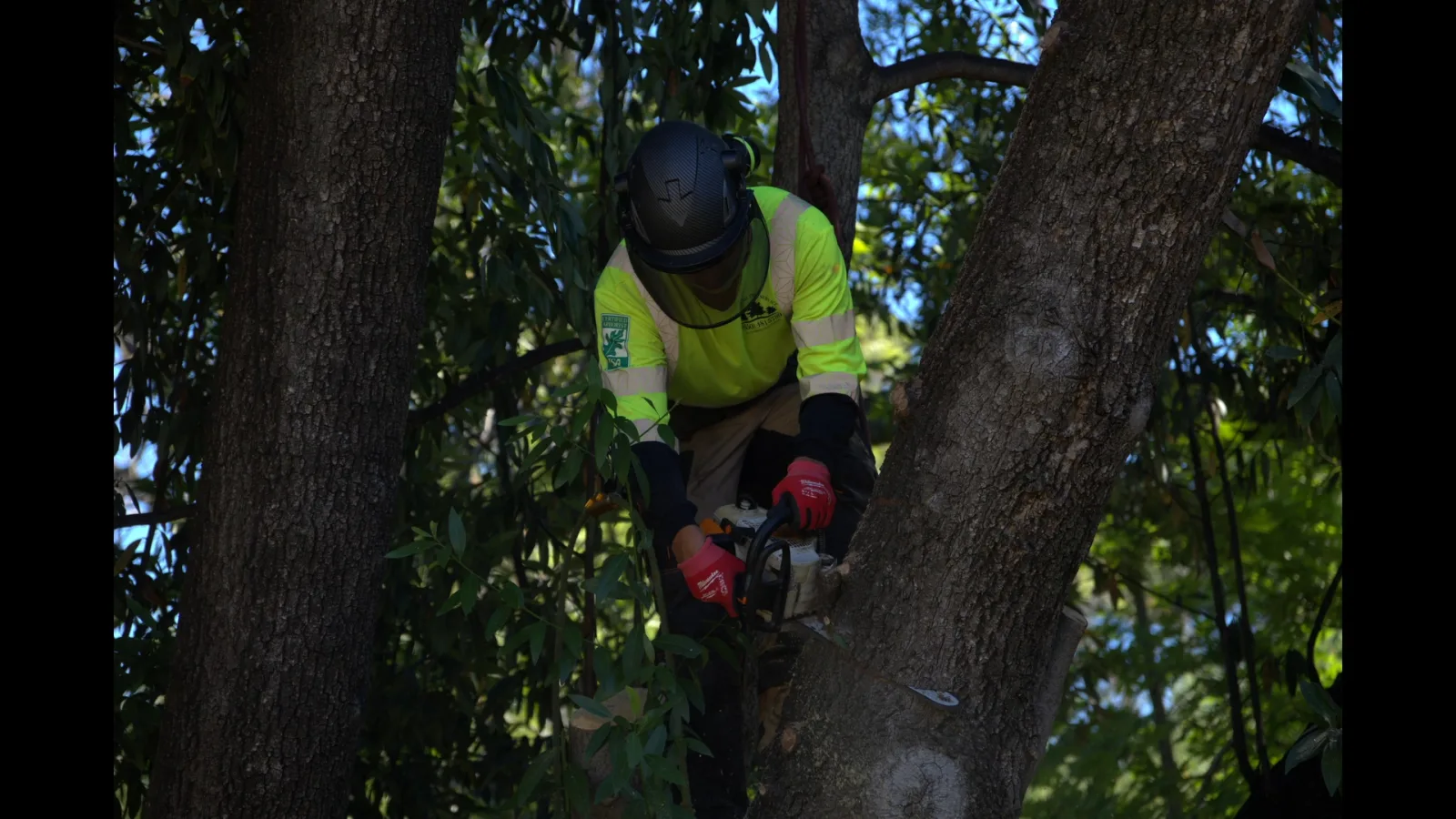 Zambrano ISA Certified Arborist pruning inside a dense oak canopy