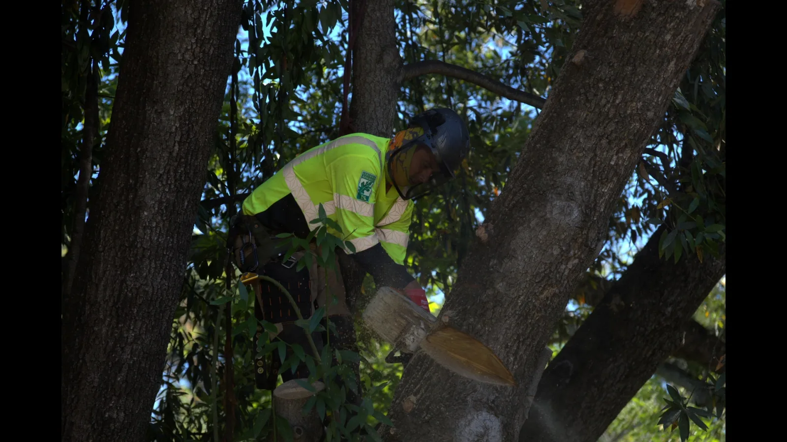 Zambrano arborist removing a large limb deep within a tree canopy